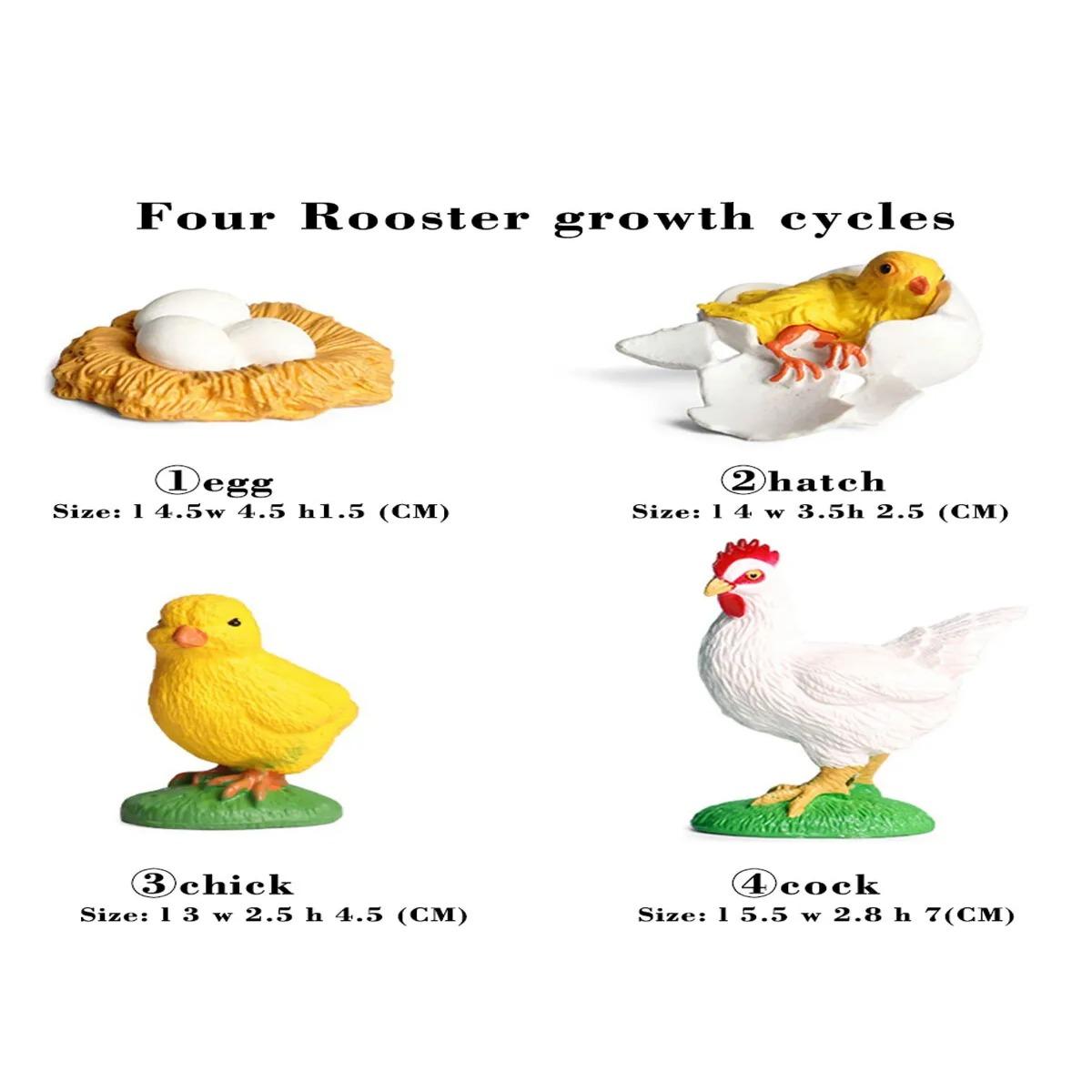 Horoz Büyüme Yaşam Döngüsü Hayvan Figür Seti