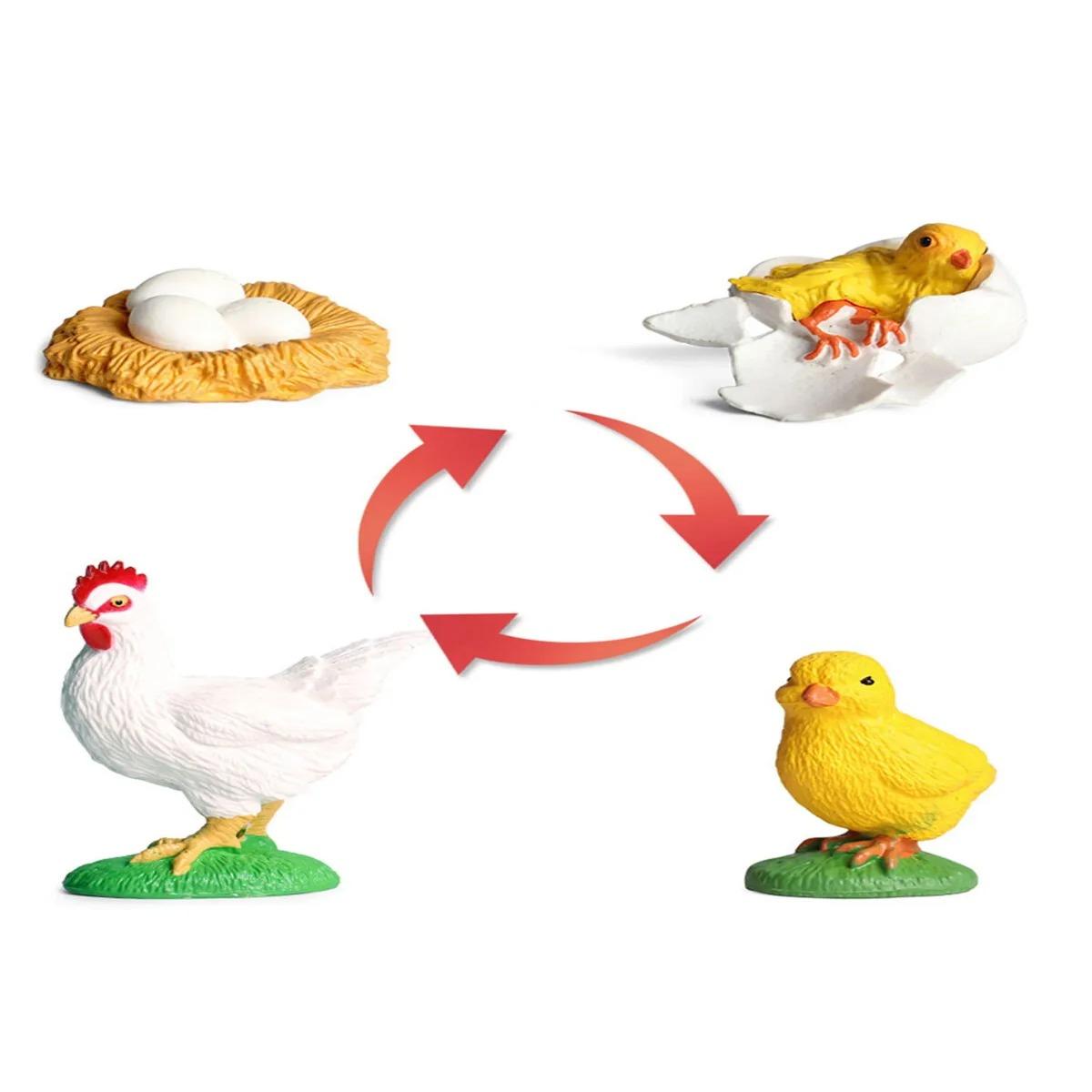 Horoz Büyüme Yaşam Döngüsü Hayvan Figür Seti