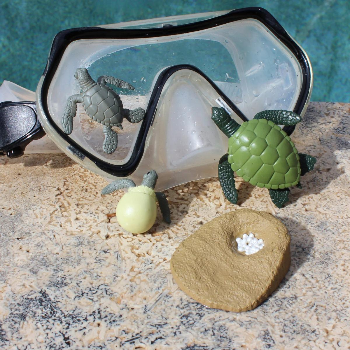 Kaplumbağa Büyüme Yaşam Döngüsü Hayvan Figür Seti