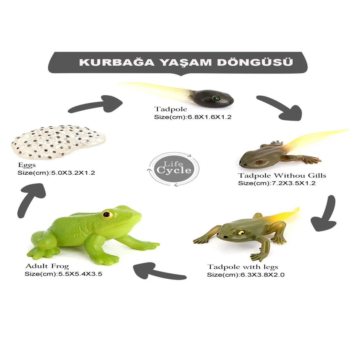 Kurbağa Büyüme Yaşam Döngüsü Hayvan Figür Seti