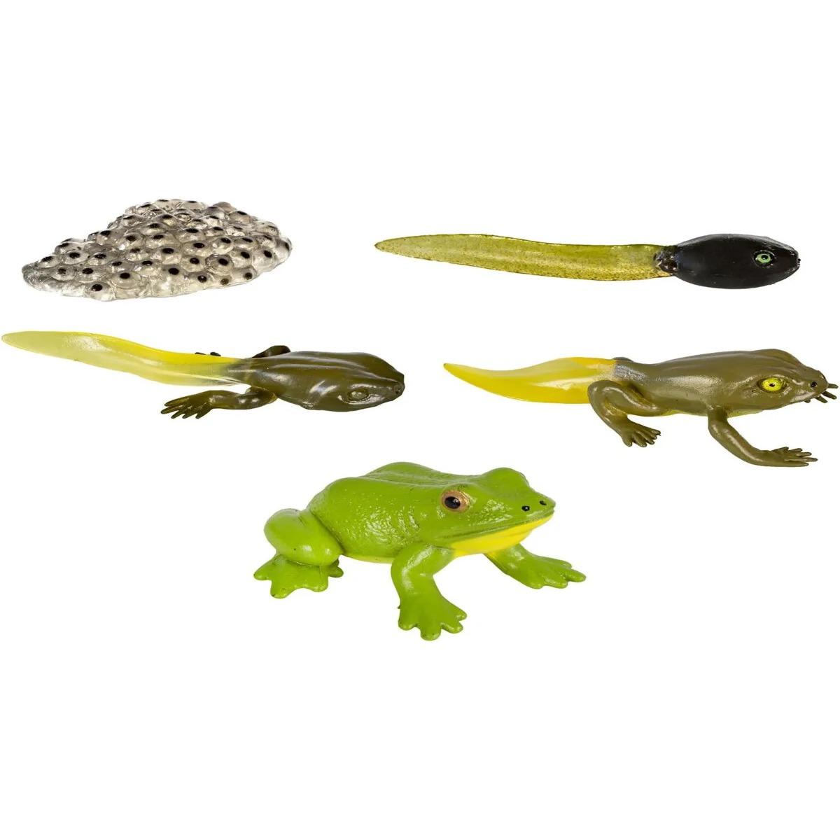 Kurbağa Büyüme Yaşam Döngüsü Hayvan Figür Seti