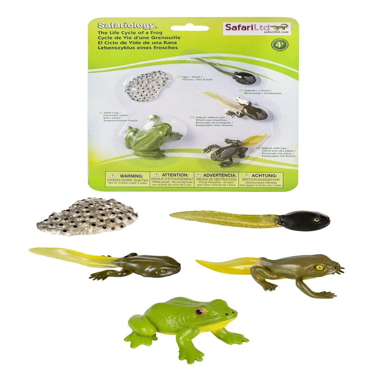 Kurbağa Büyüme Yaşam Döngüsü Hayvan Figür Seti