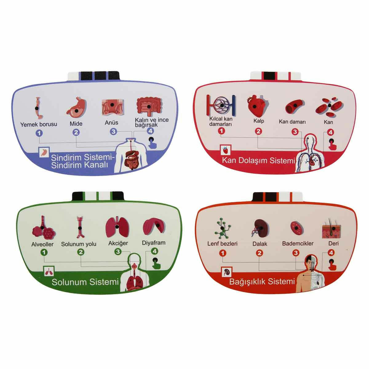 Topbright 23 Parça İnsan Vücudu Modeli | Türkçe Sesli Anlatımlı Anatomi Seti | Çıkarılabilir Organlı Eğitici Manken