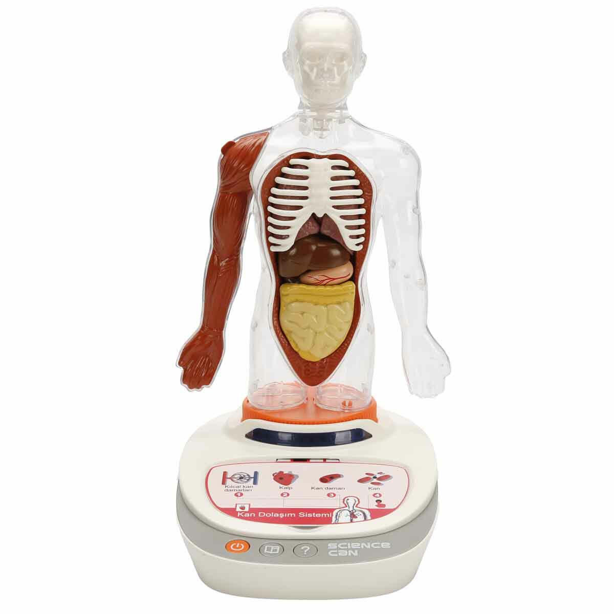 Topbright 23 Parça İnsan Vücudu Modeli | Türkçe Sesli Anlatımlı Anatomi Seti | Çıkarılabilir Organlı Eğitici Manken