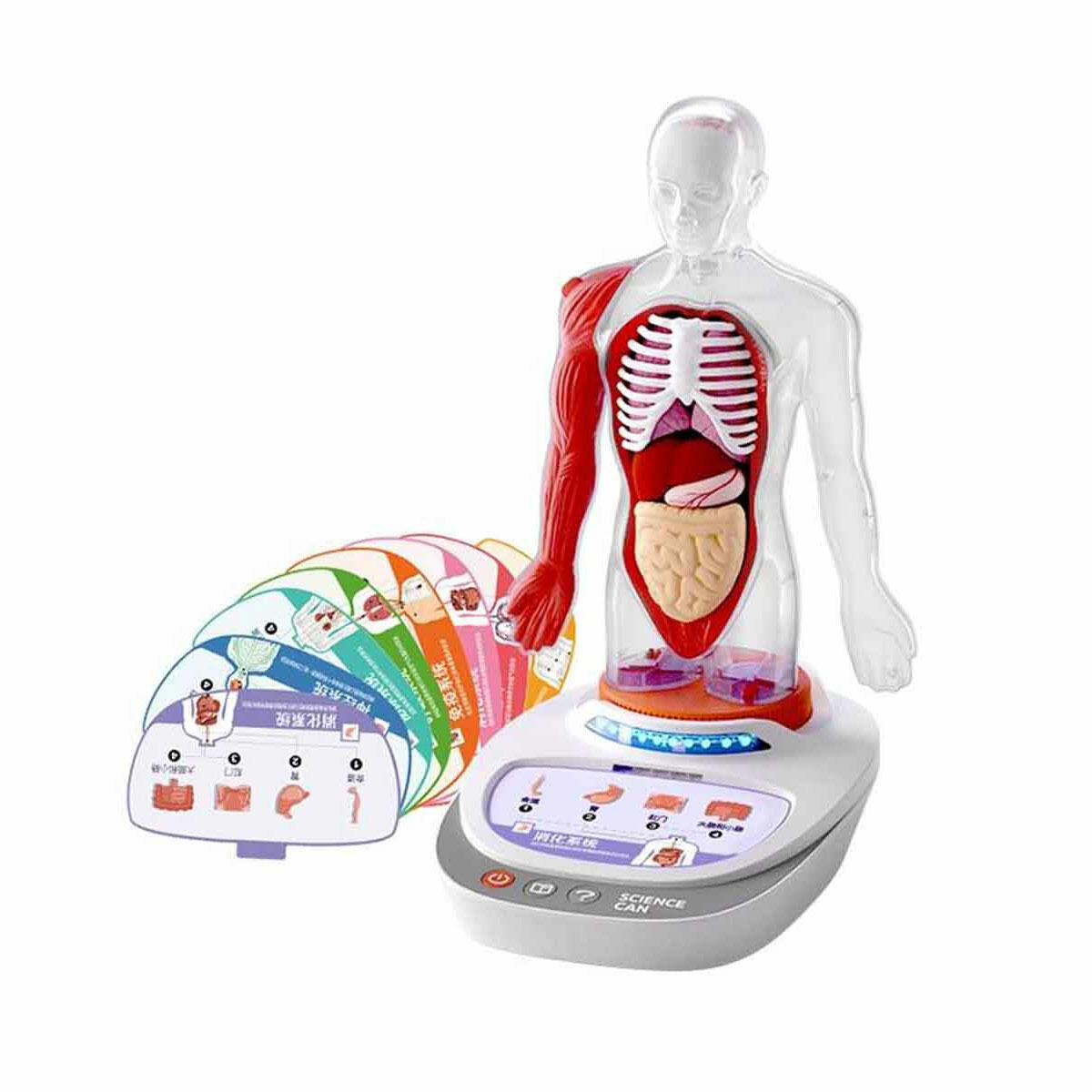 Topbright 23 Parça İnsan Vücudu Modeli | Türkçe Sesli Anlatımlı Anatomi Seti | Çıkarılabilir Organlı Eğitici Manken