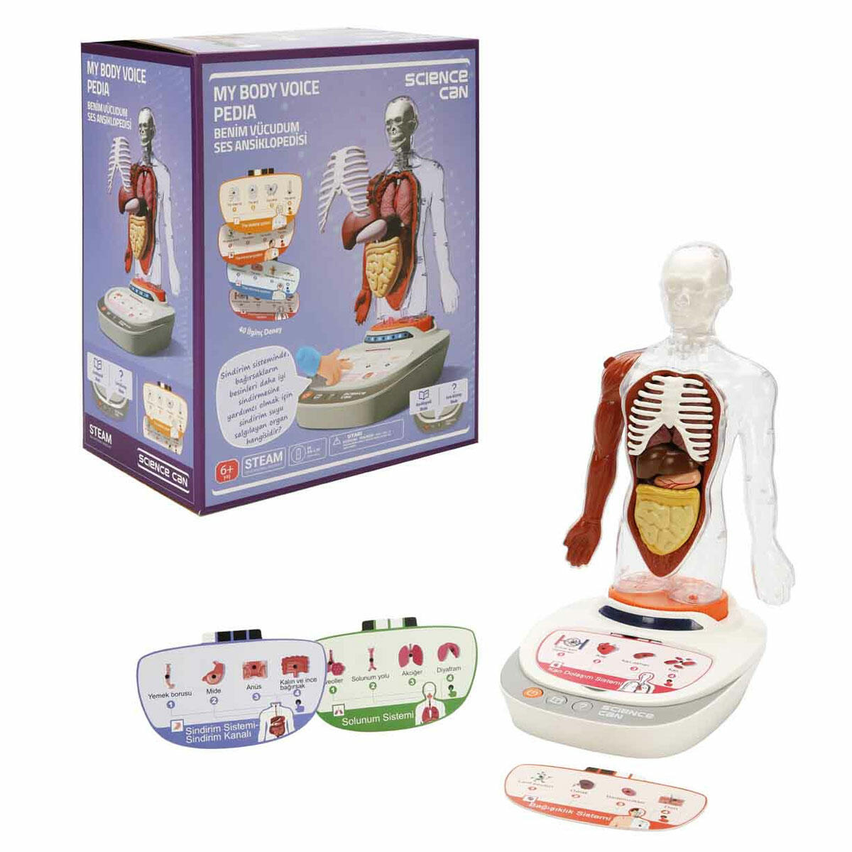 Topbright 23 Parça İnsan Vücudu Modeli | Türkçe Sesli Anlatımlı Anatomi Seti | Çıkarılabilir Organlı Eğitici Manken