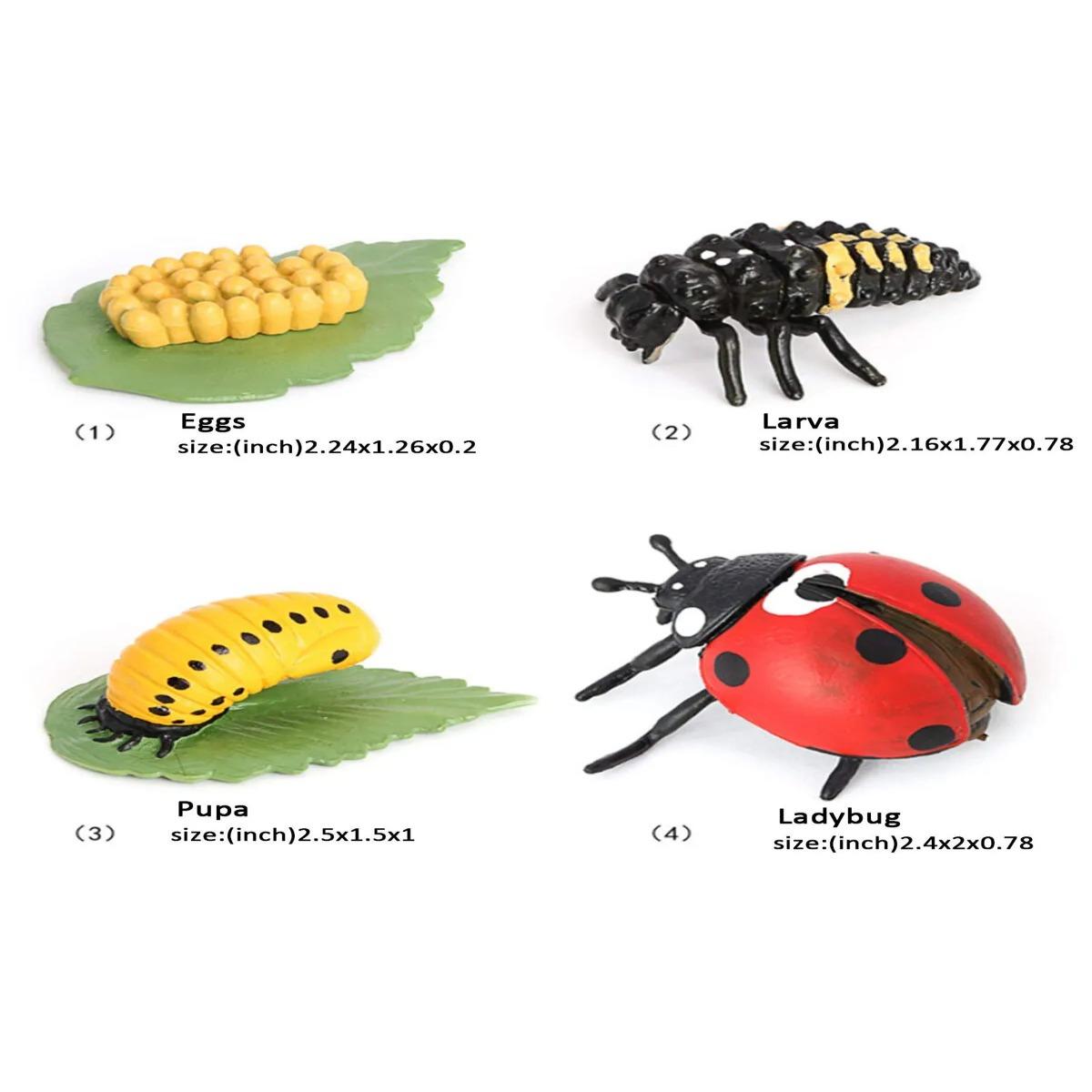 Uğur Böceği Büyüme Yaşam Döngüsü Hayvan Figür Seti