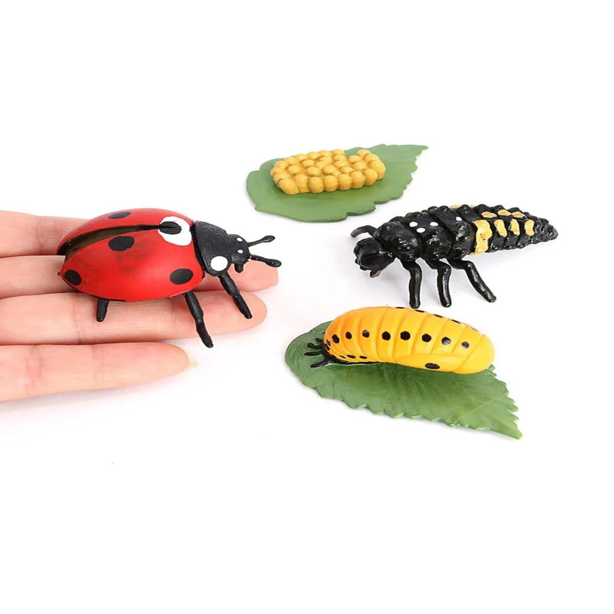 Uğur Böceği Büyüme Yaşam Döngüsü Hayvan Figür Seti