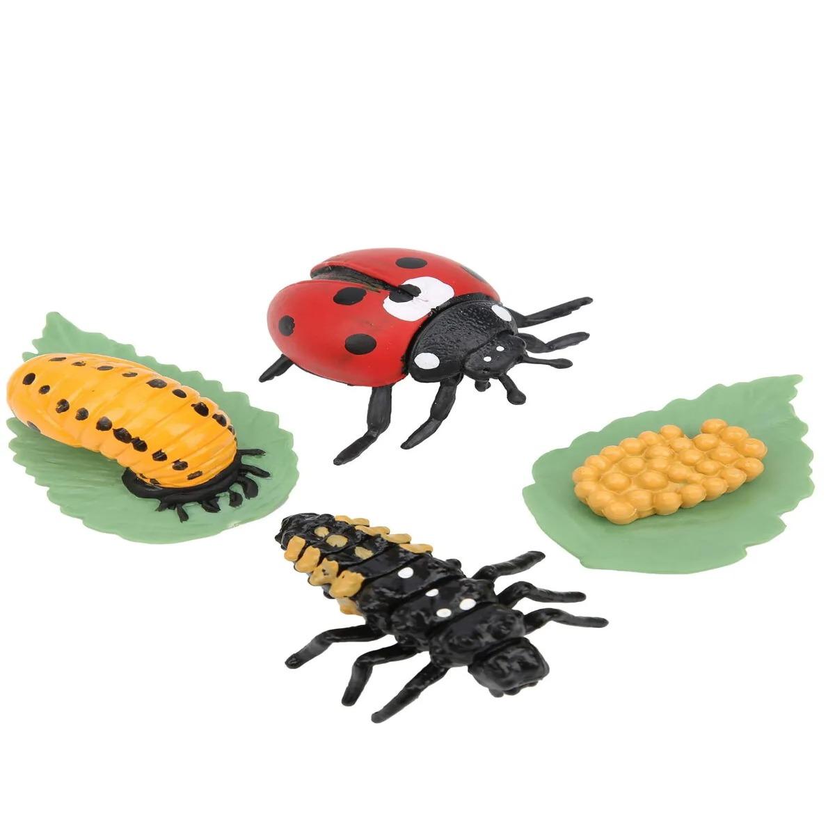 Uğur Böceği Büyüme Yaşam Döngüsü Hayvan Figür Seti