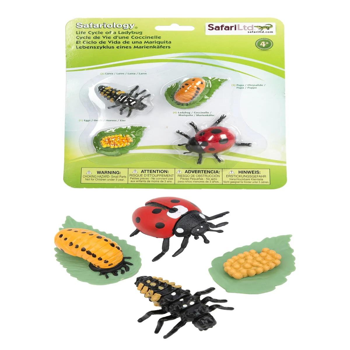 Uğur Böceği Büyüme Yaşam Döngüsü Hayvan Figür Seti